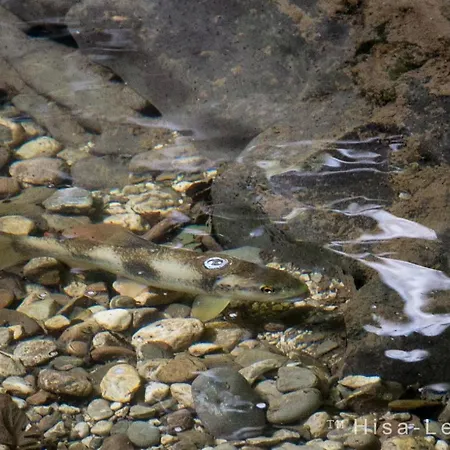 Apartman Hisa Lenart