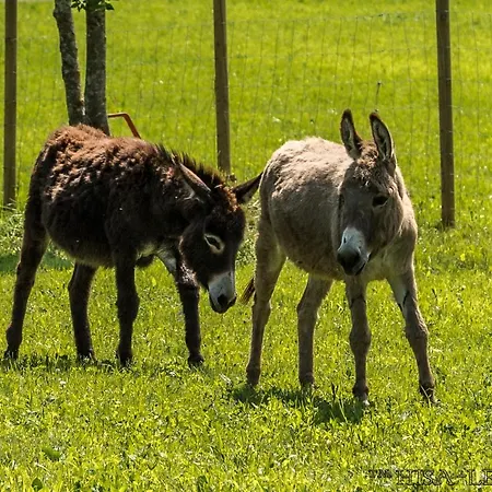 아파트 Hisa Lenart *