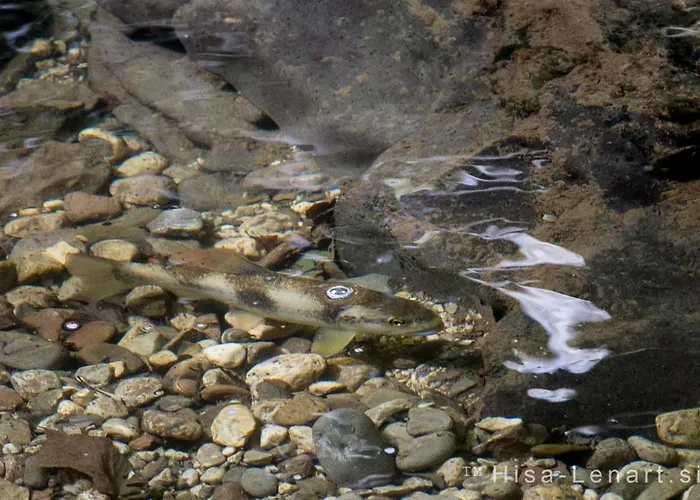 Lejlighed Hisa Lenart