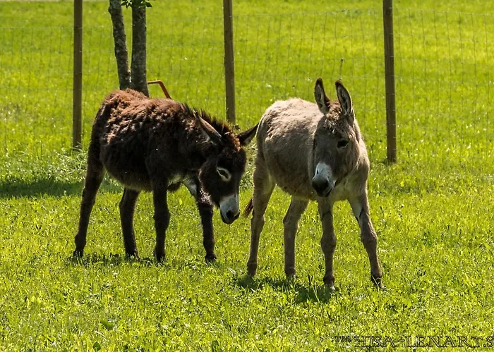 Lejlighed Hisa Lenart *